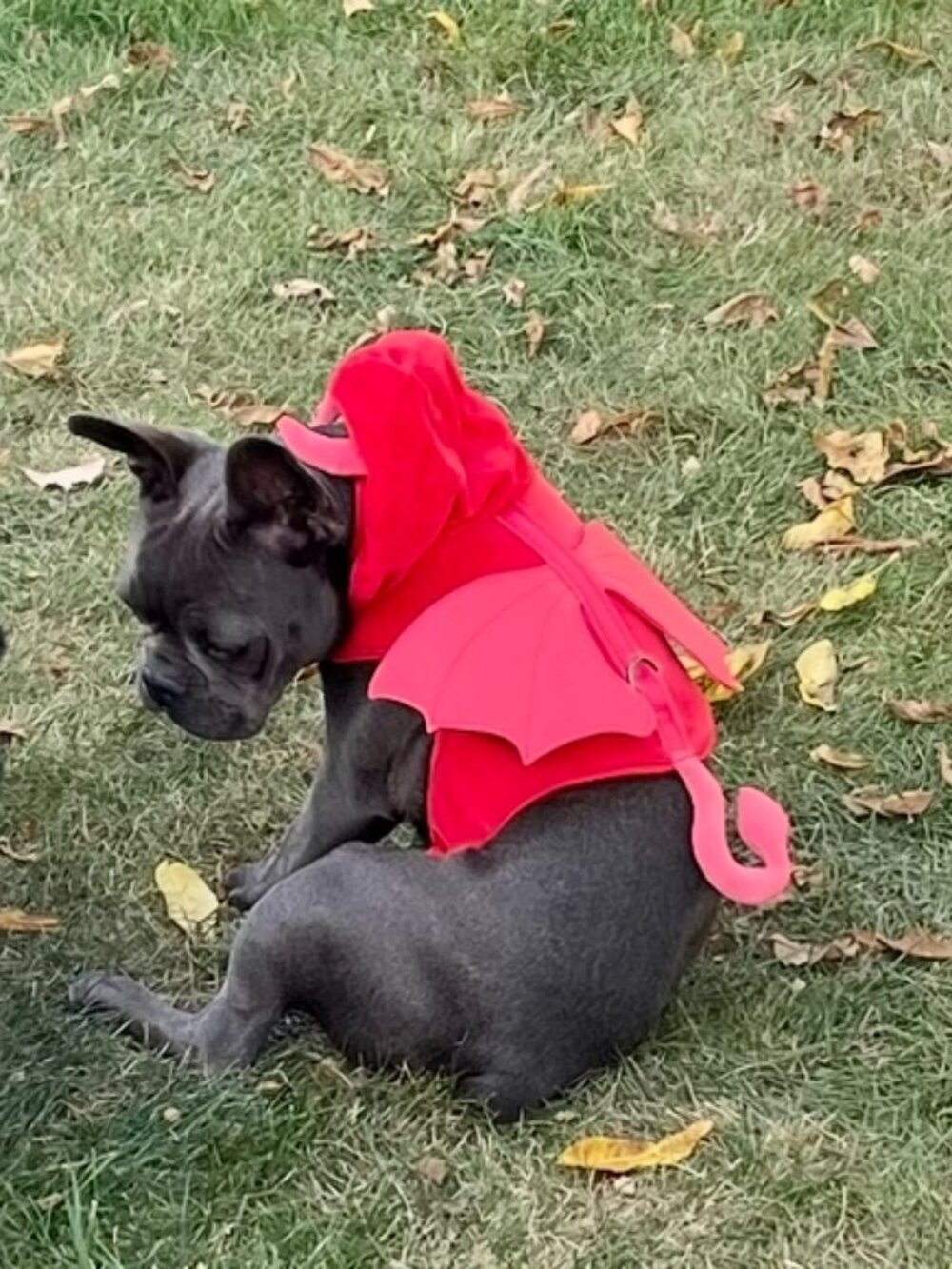Dog Red Devil Halloween Costume & Harness